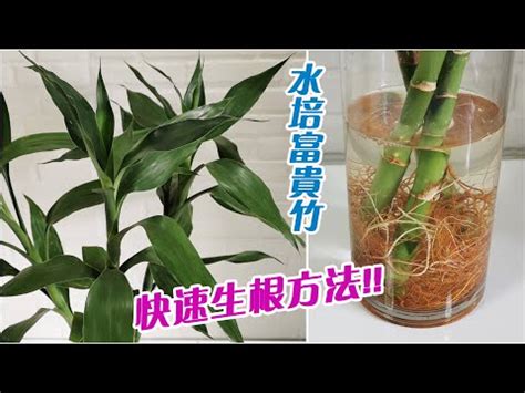 水種植物招財|水種新手入門指南：15 種室內水種植物推薦 